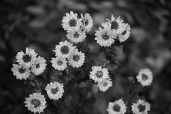 小菊