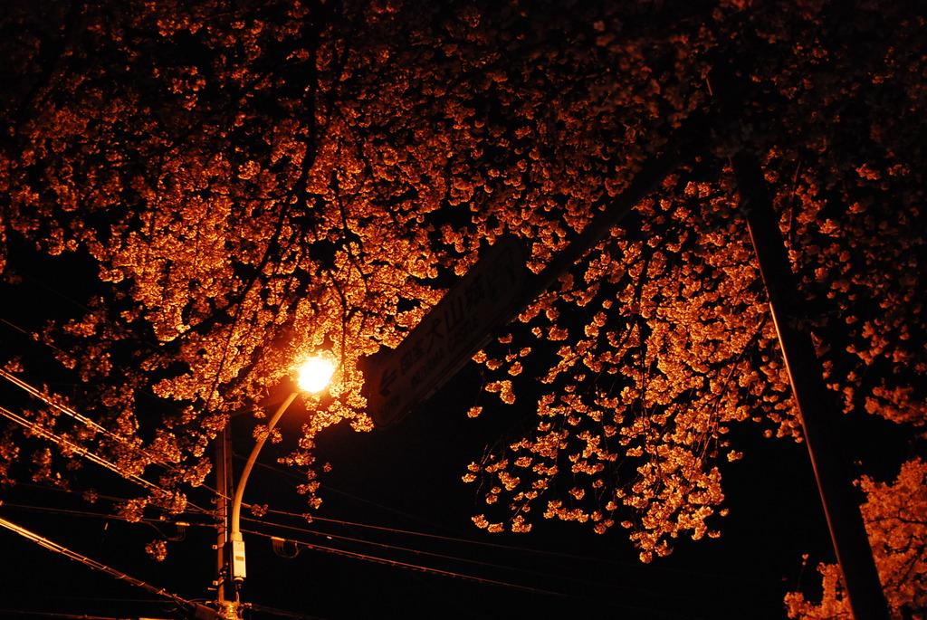 夜桜