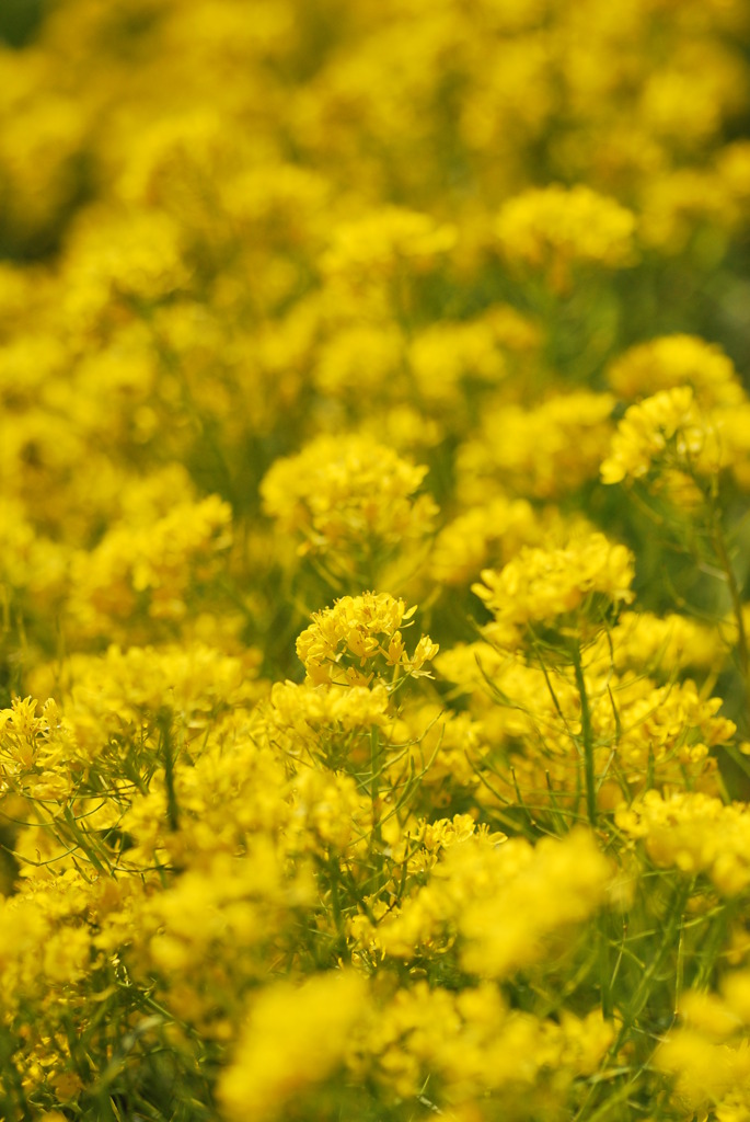 菜の花