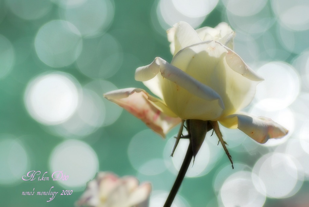 Romantic Rose