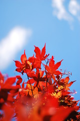 春の紅葉