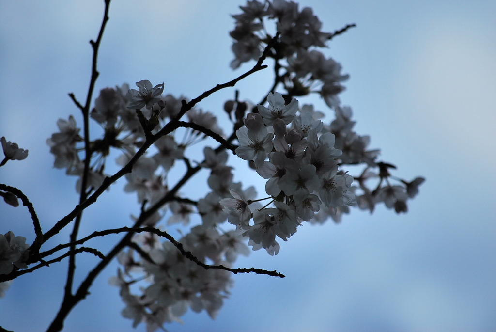 SAKURA