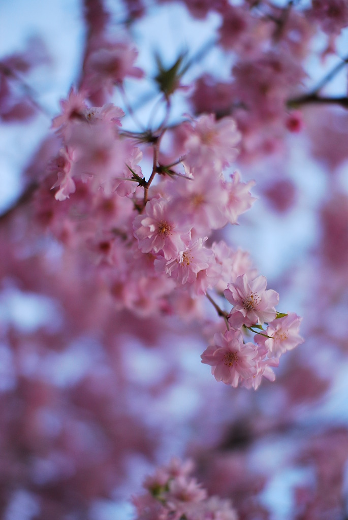 枝垂れ桜