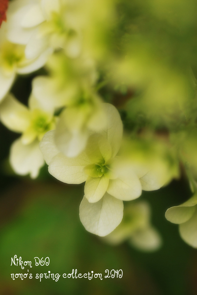 hydrangea