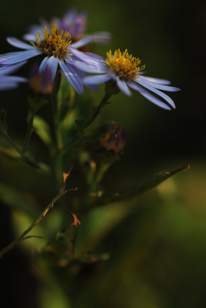 野の花