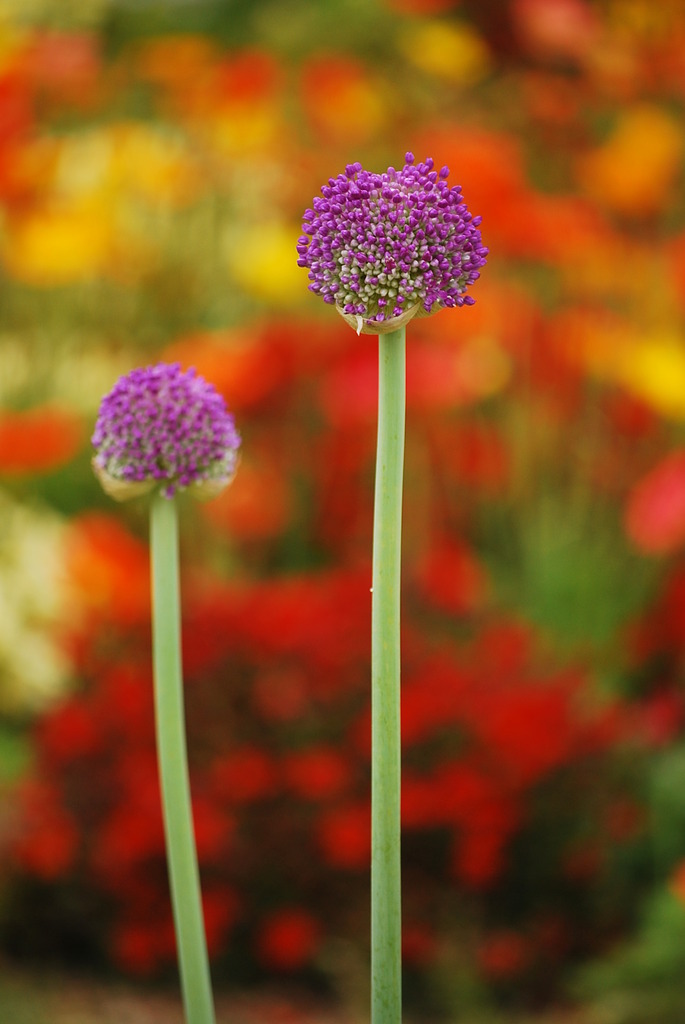 flower park