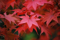 紅葉