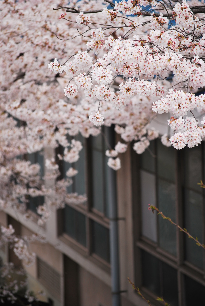 桜と学校と