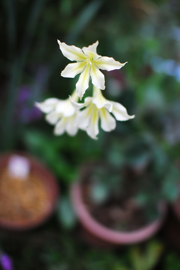 鉢植え