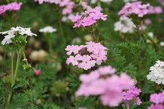 お花畑