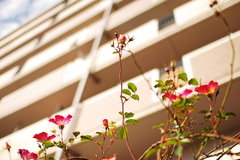 薔薇