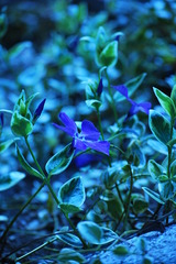 日陰に咲く花