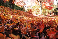 紅葉ロード
