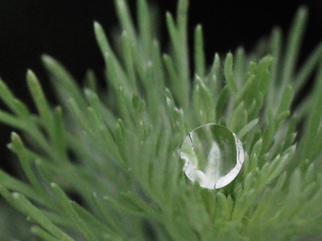雫