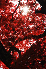 red leaves