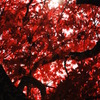 red leaves