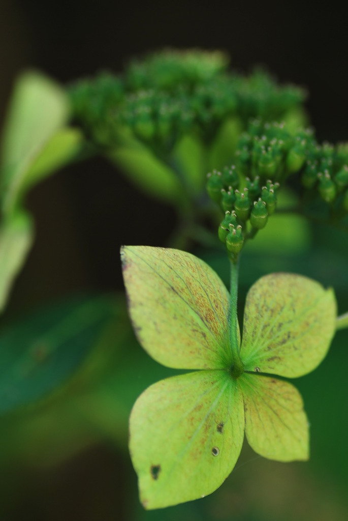 季節外れの額紫陽花