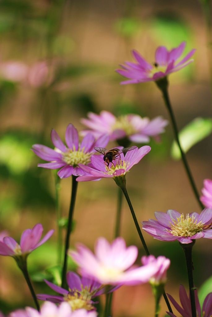 蜂～
