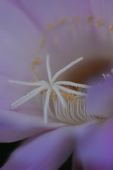 サボテンの花