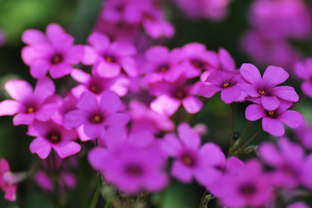 野の花