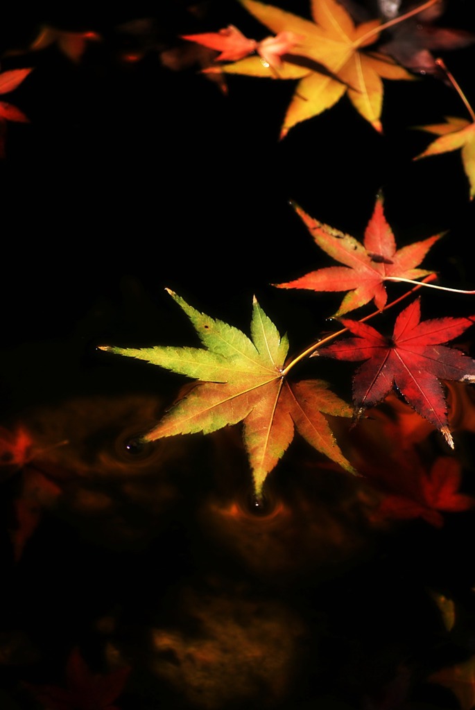 水面の紅葉