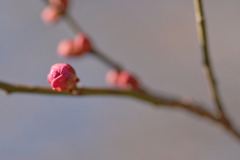 紅梅