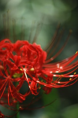 彼岸花　Ⅰ