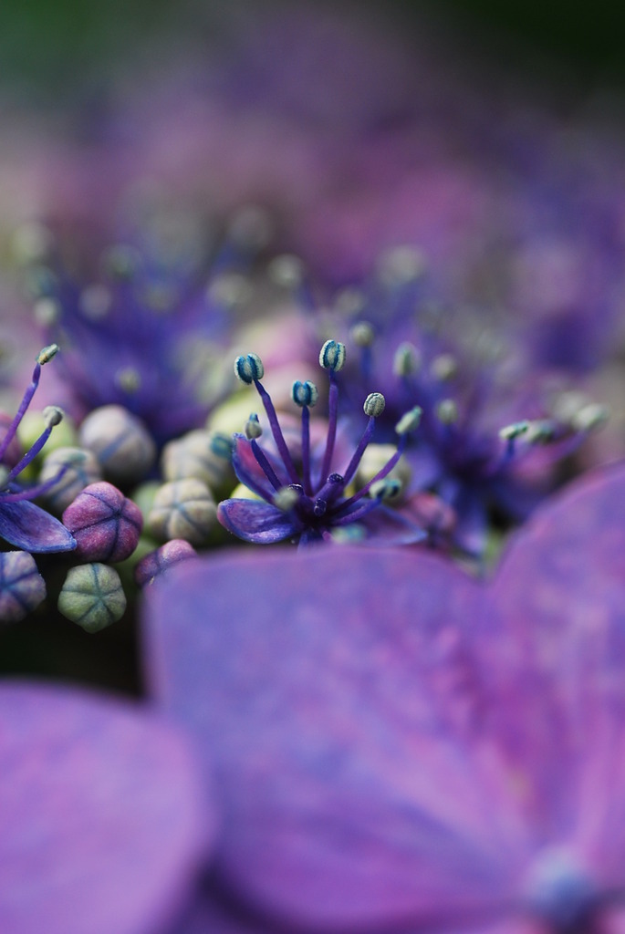 額紫陽花