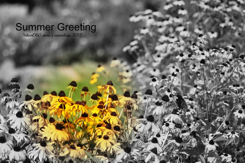 Summer Greeting