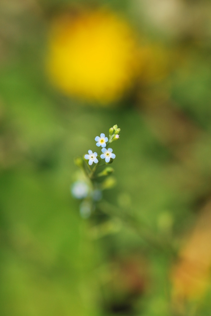 小花