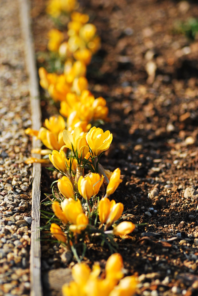 crocus