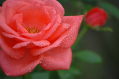 薔薇と雫