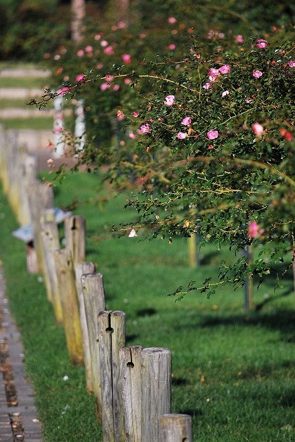 Rose Garden