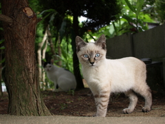 猫との遭遇