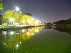 日比谷濠(20081223-0027)