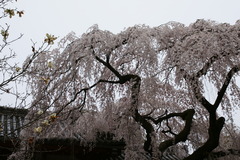 DSC00973