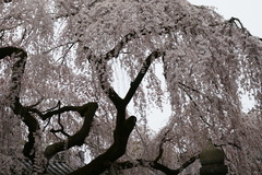 DSC00971
