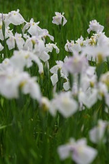 馬見丘陵公園にて５