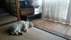 昼のひととき