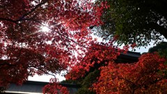 紅葉の光