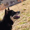 和み犬