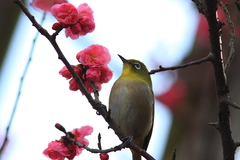 梅とめじろ