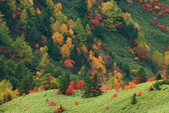 横手山より