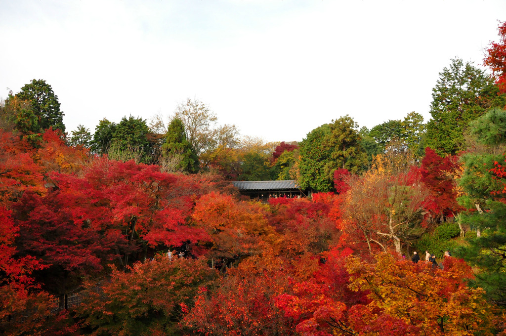 おぼれる～！・・・紅葉に