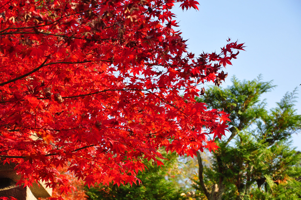 紅と緑と青空と