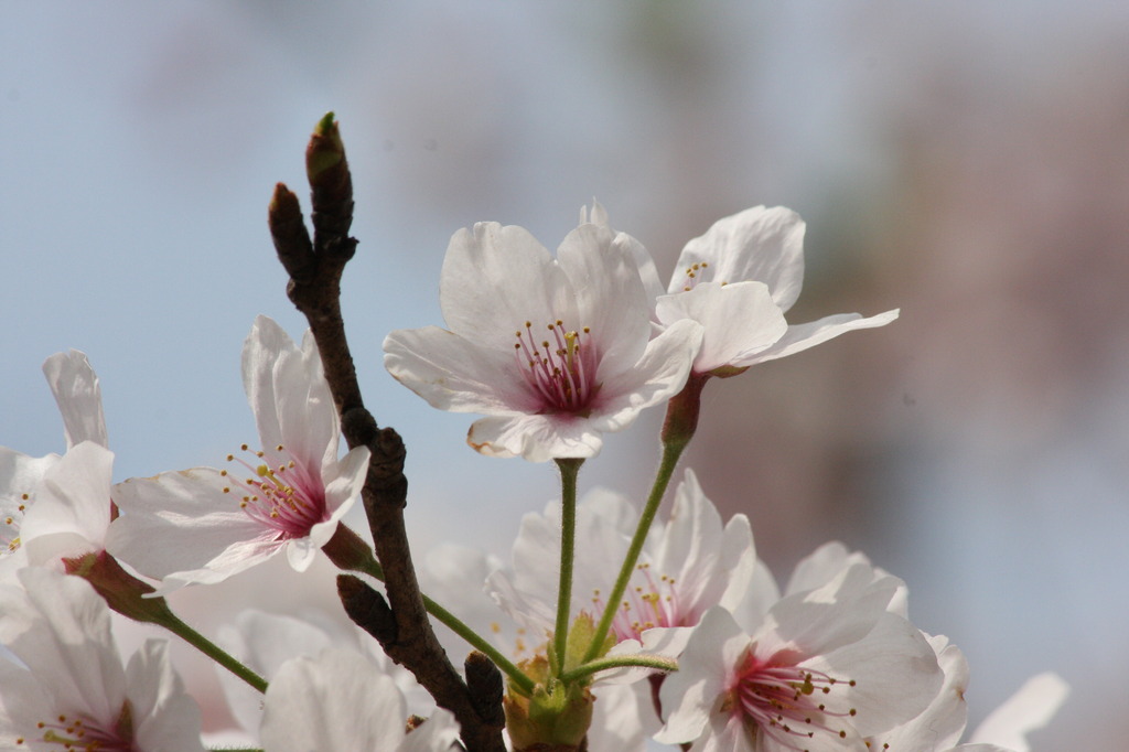 桜