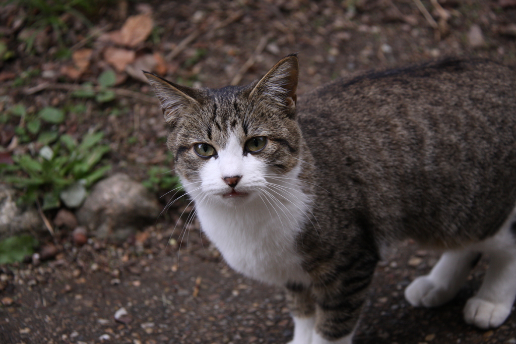 見上げる猫