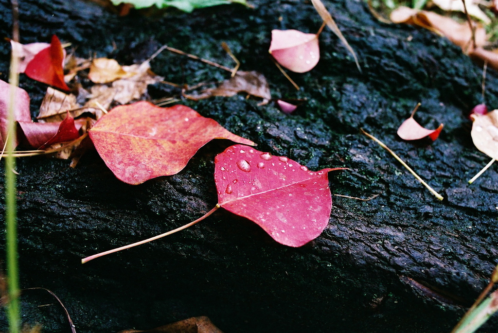 落葉と水滴
