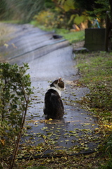 見返り猫