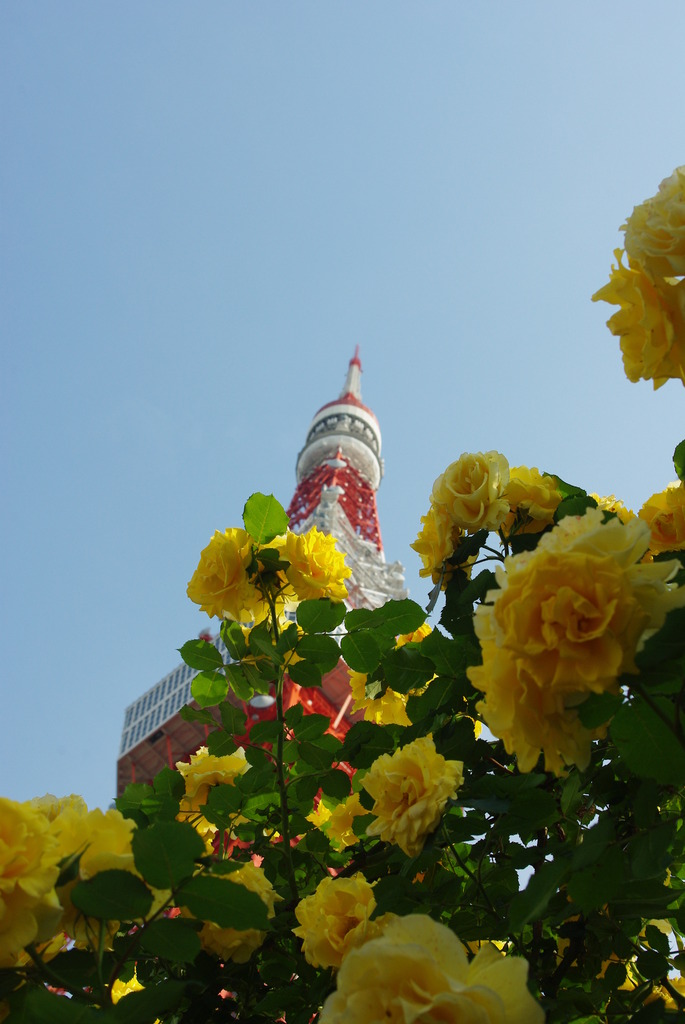 バラと東京タワー